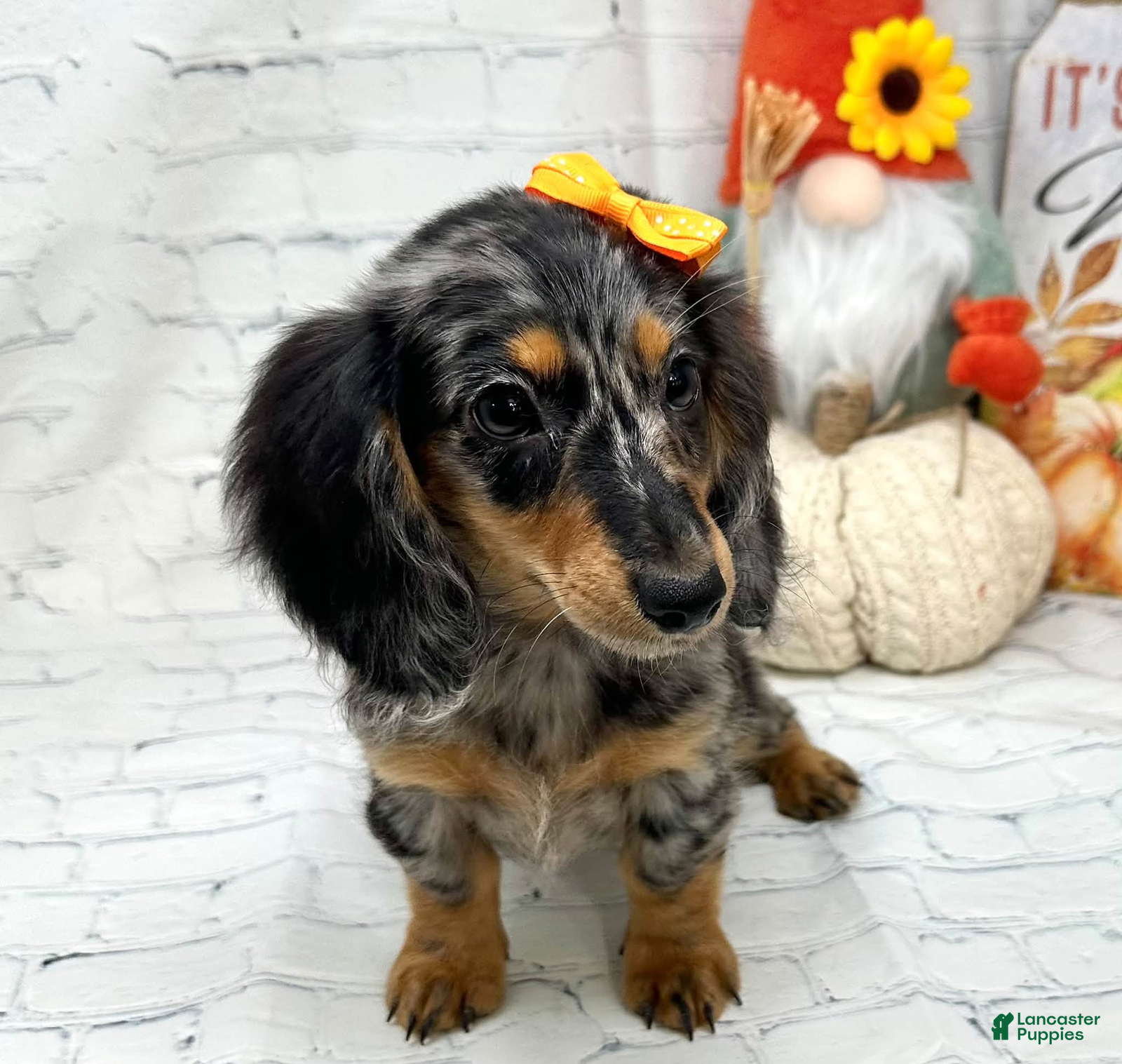 Miniature Dachshund dogs Hailey - Ad 1