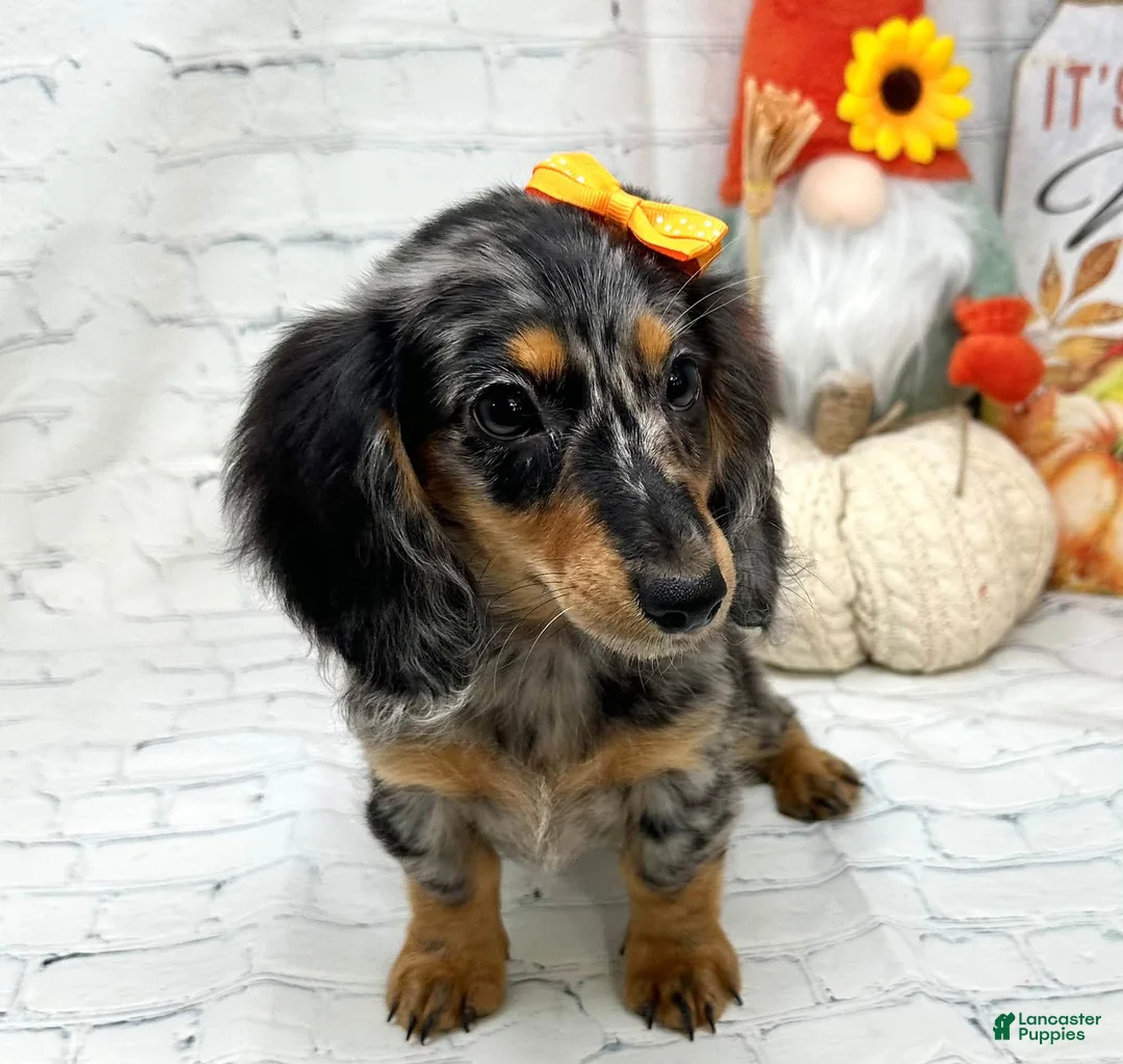 Miniature Dachshund dogs for sale: Hailey - Ad 1