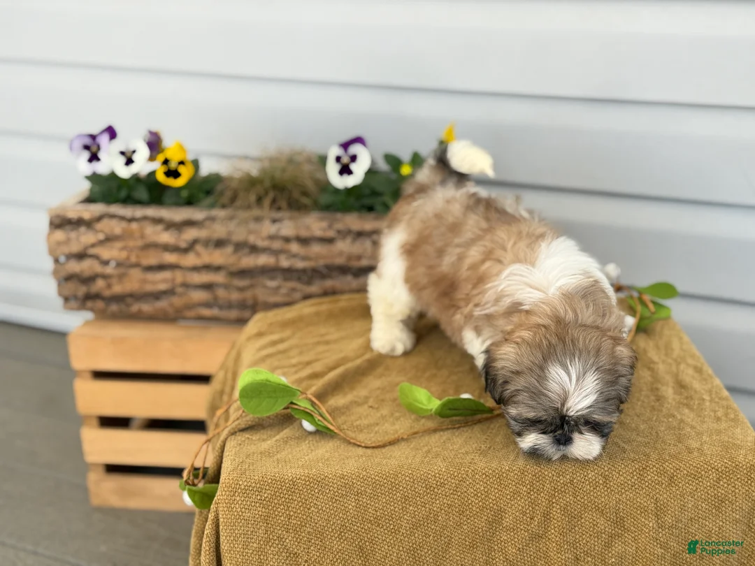 Shih Tzu dogs for sale: Cooper - Ad 2