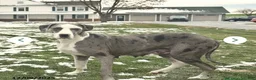 Great Dane dogs for sale: Dino - Ad 7