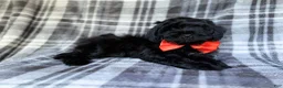 Shihpoo dogs for sale: Zander - Ad 5