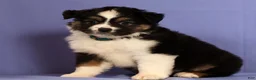 Miniature Australian Shepherd dogs for sale: Kari - Ad 4