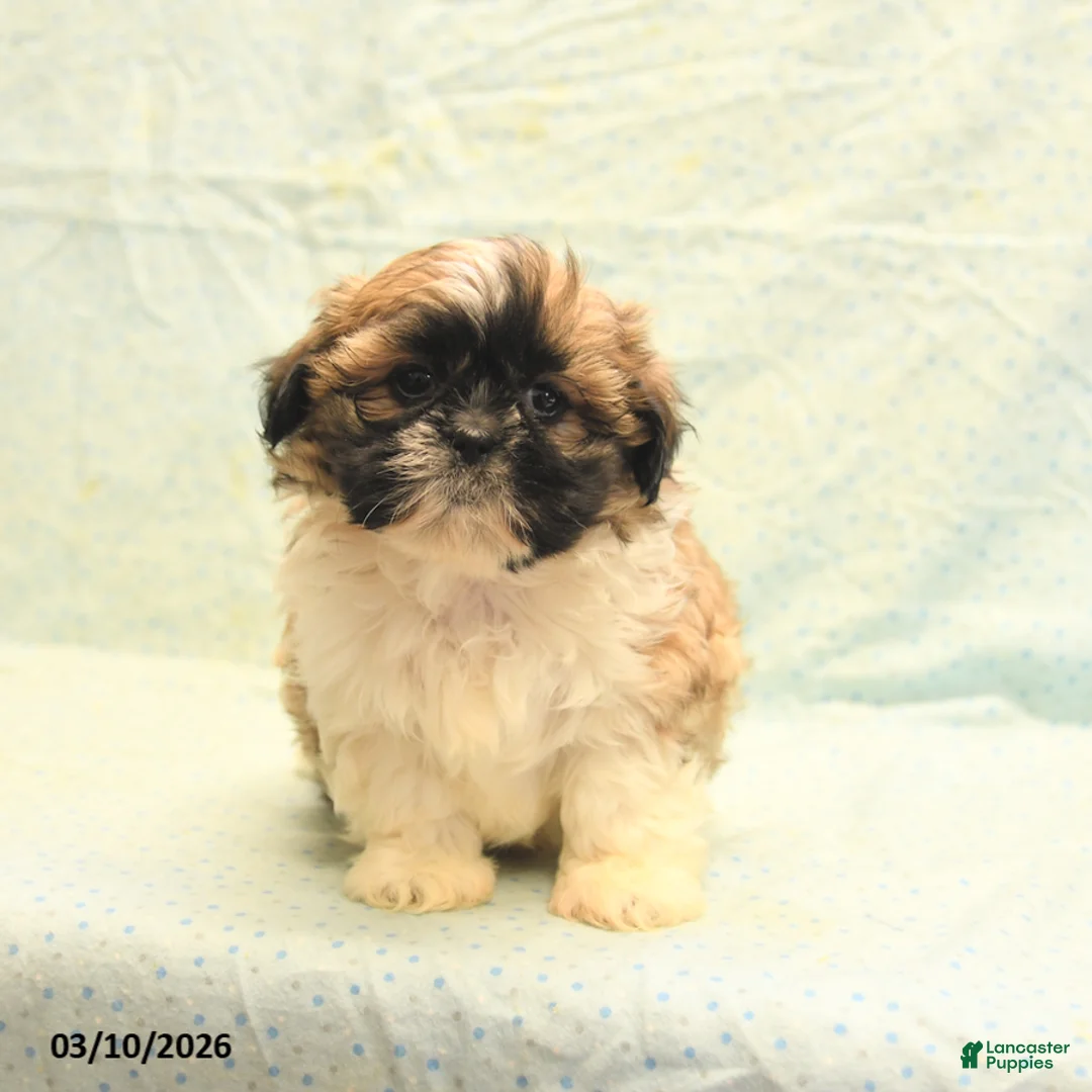 Shih Tzu dogs for sale: Randy - Ad 5