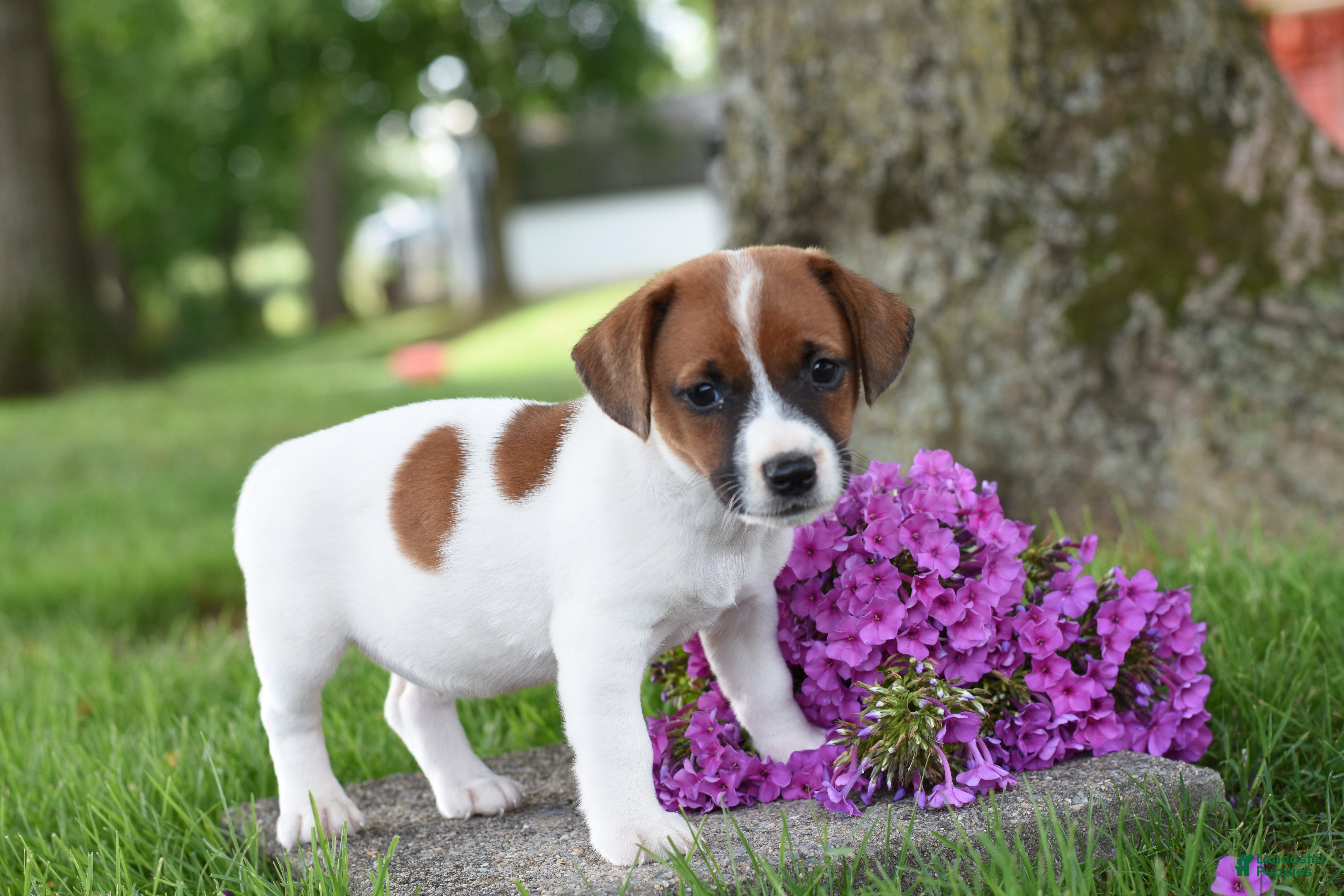 Jack Russell Terrier dogs Lacey - Ad 2