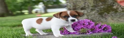 Jack Russell Terrier dogs for sale: Lacey - Ad 2