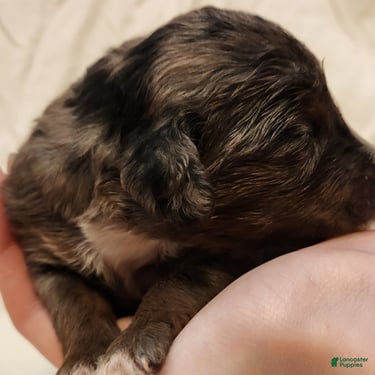 Mini Aussiedoodle dogs for sale: Misty Female Blue Merle - Ad 4