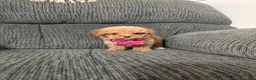Toy Poodle dogs for sale: Toy Poodle 1 - Ad 2