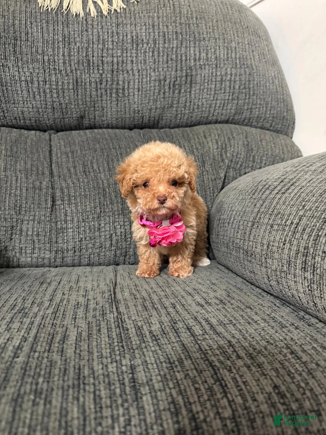 Toy Poodle dogs for sale: Toy Poodle 1 - Ad 2