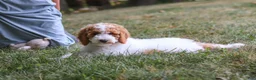 Standard Poodle dogs for sale: Blossom - Ad 6