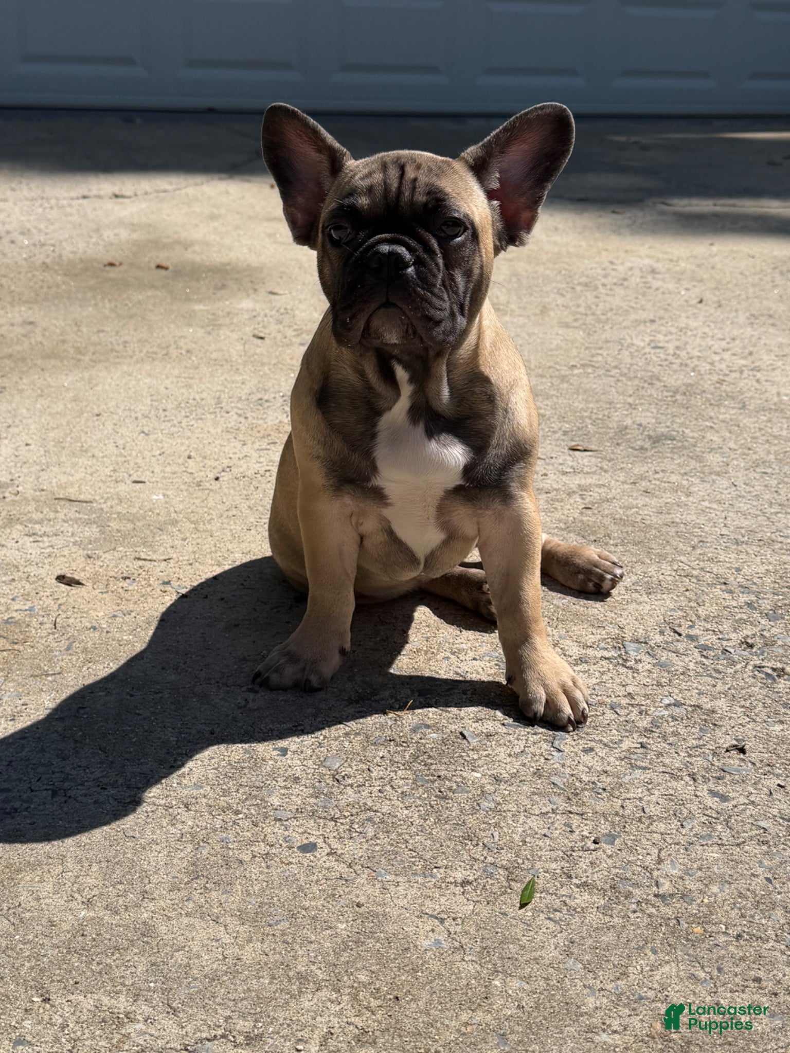French Bulldog dogs French Bulldog Puppy 3 - Ad 34