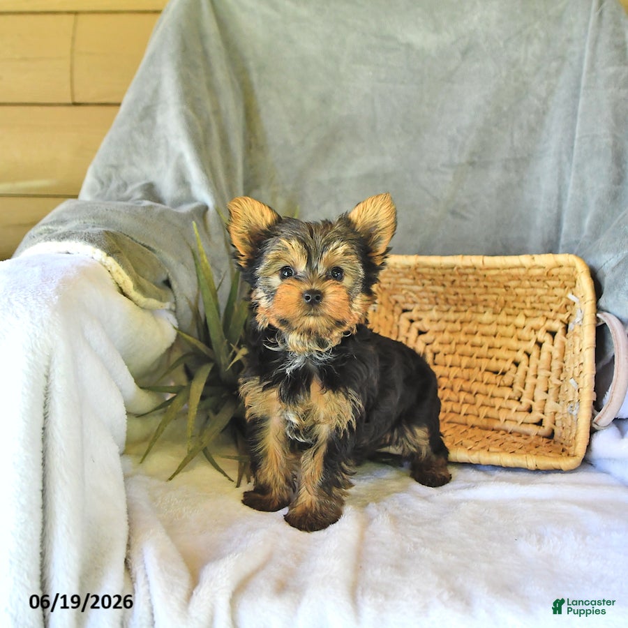 Yorkshire Terrier dogs Sport - Ad 1