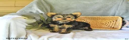 Yorkshire Terrier dogs for sale: Sport - Ad 1