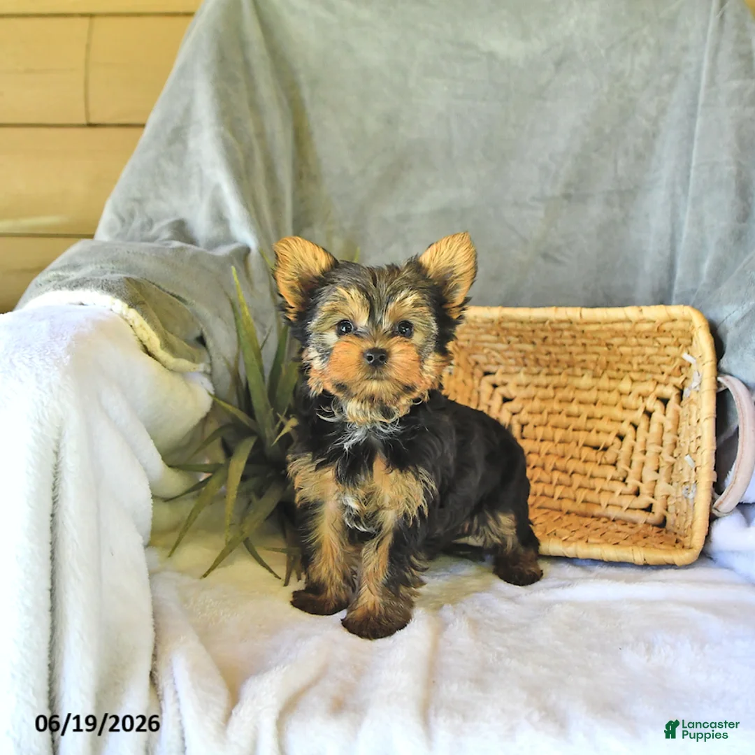 Yorkshire Terrier dogs for sale: Sport - Ad 1