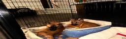 Belgian Malinois dogs for sale: Belgian Malinois 1 - Ad 8