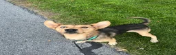 Gerberian Shepsky dogs for sale: Millie - Ad 2