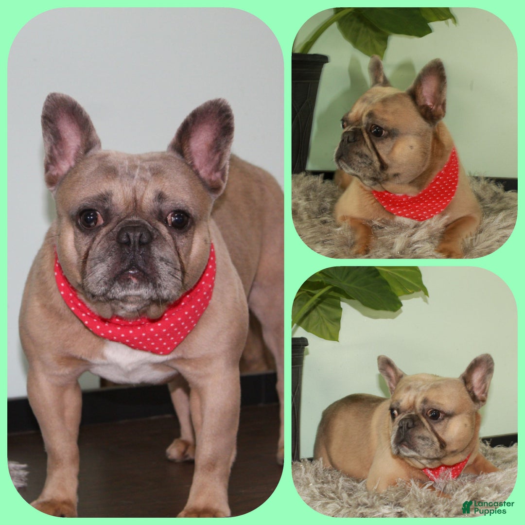 Frenchton dogs for sale: Bella  - Ad 27