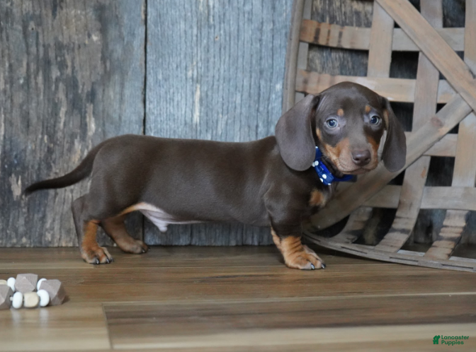 Miniature Dachshund dogs Hanson - Ad 1