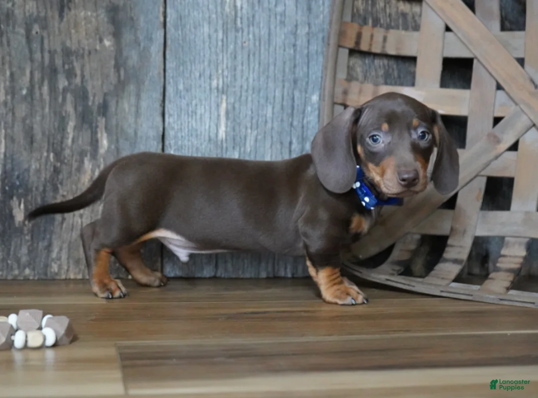 Miniature Dachshund dogs for sale: Hanson - Ad 1
