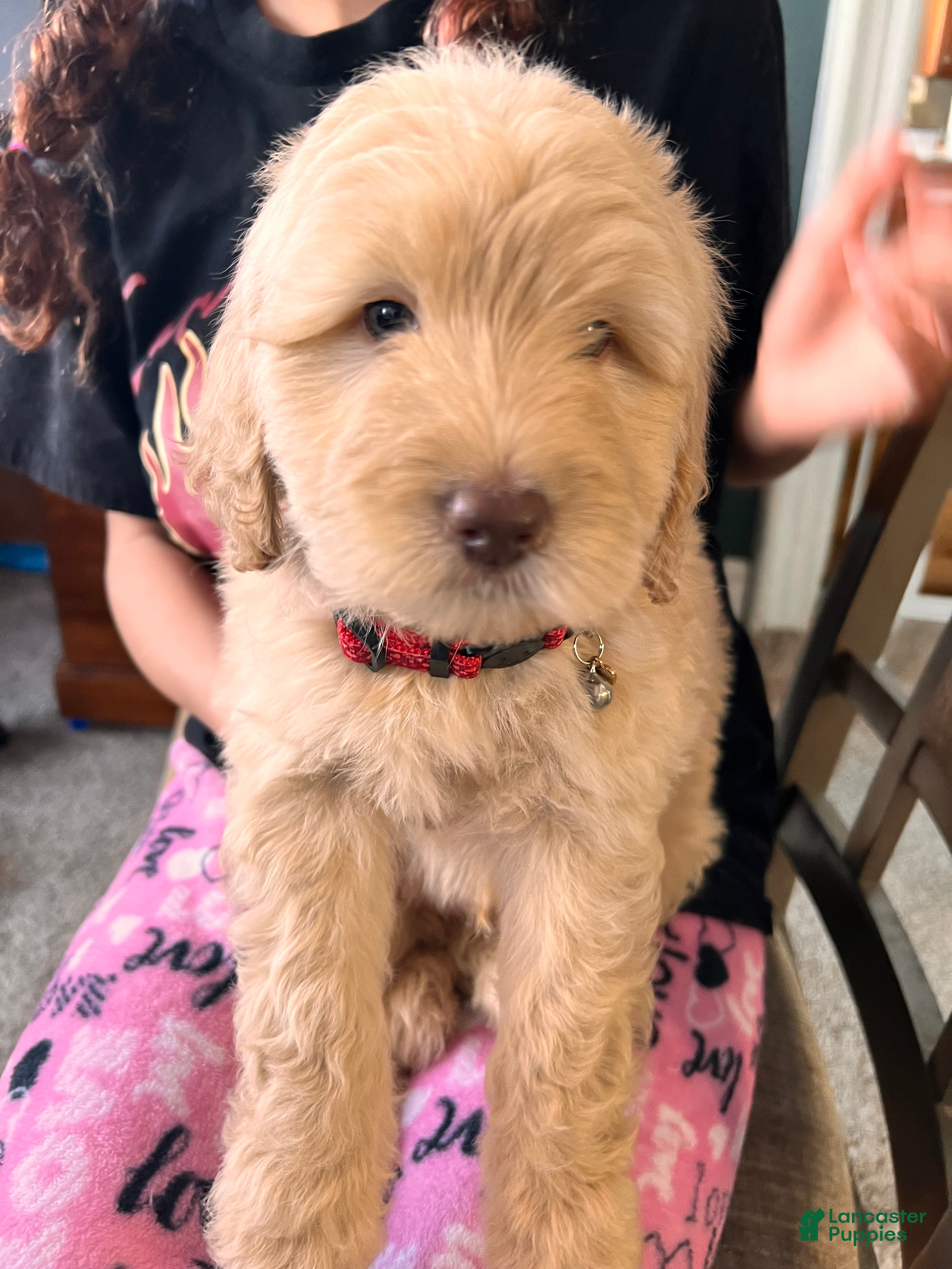 Mixed Breed dogs Woody - Ad 16