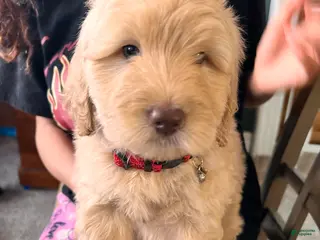 Mixed Breed dogs Woody - Ad 16