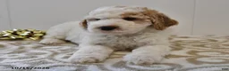 Mini Goldendoodle dogs for sale: Buster - Ad 4