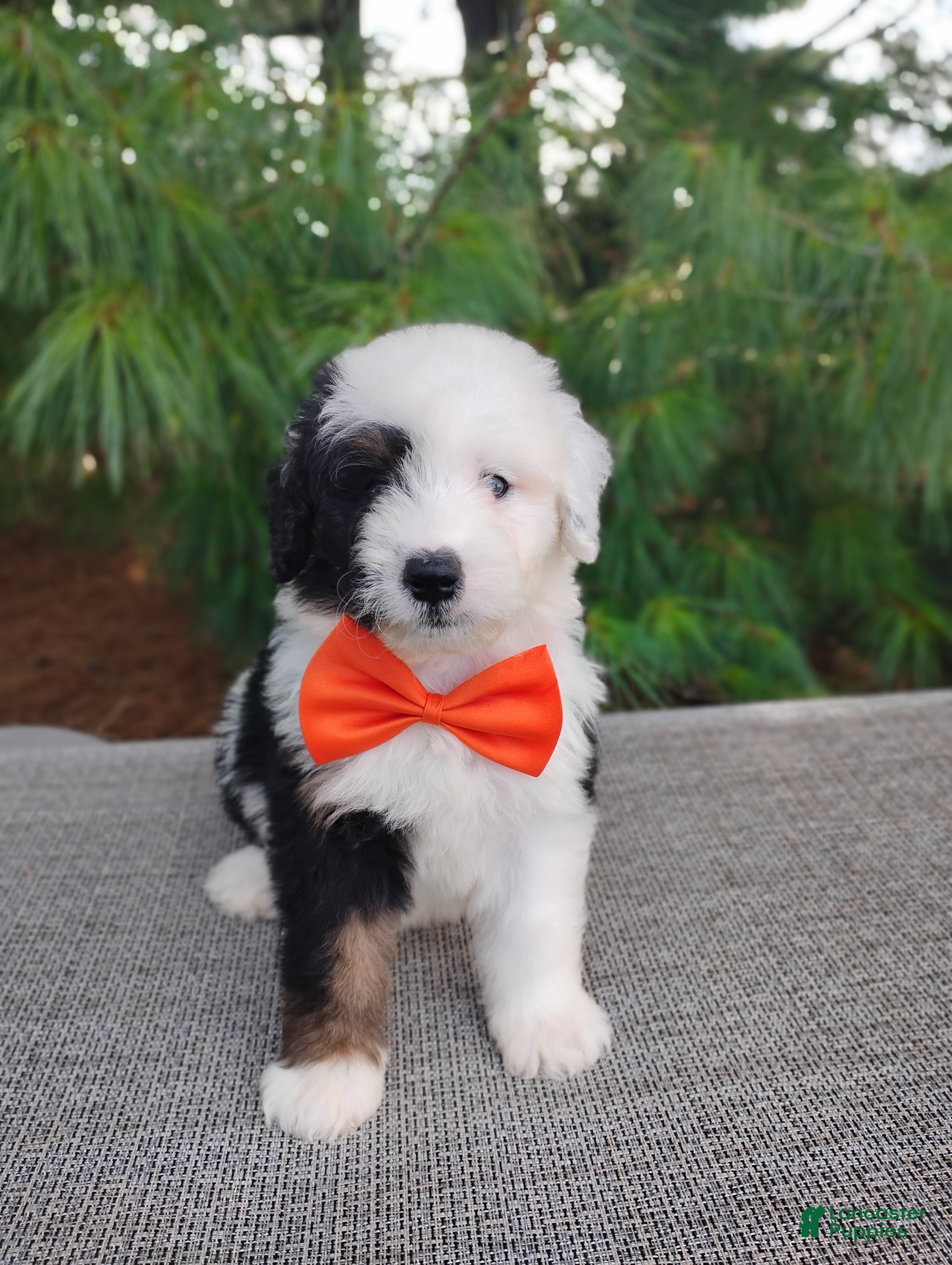 Bernedoodle dogs Oreo - Ad 2