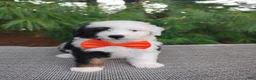 Bernedoodle dogs for sale: Oreo - Ad 2