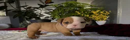 English Bulldog dogs for sale: Mikey - Ad 2