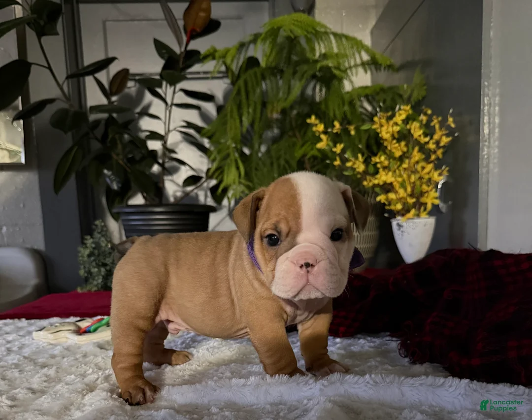 English Bulldog dogs for sale: Mikey - Ad 2