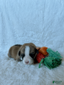 Welsh Corgi Pembroke Puppy 3