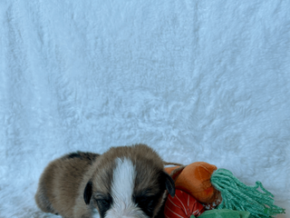 Welsh Corgi Pembroke dogs Welsh Corgi Pembroke Puppy 3 - Ad 15