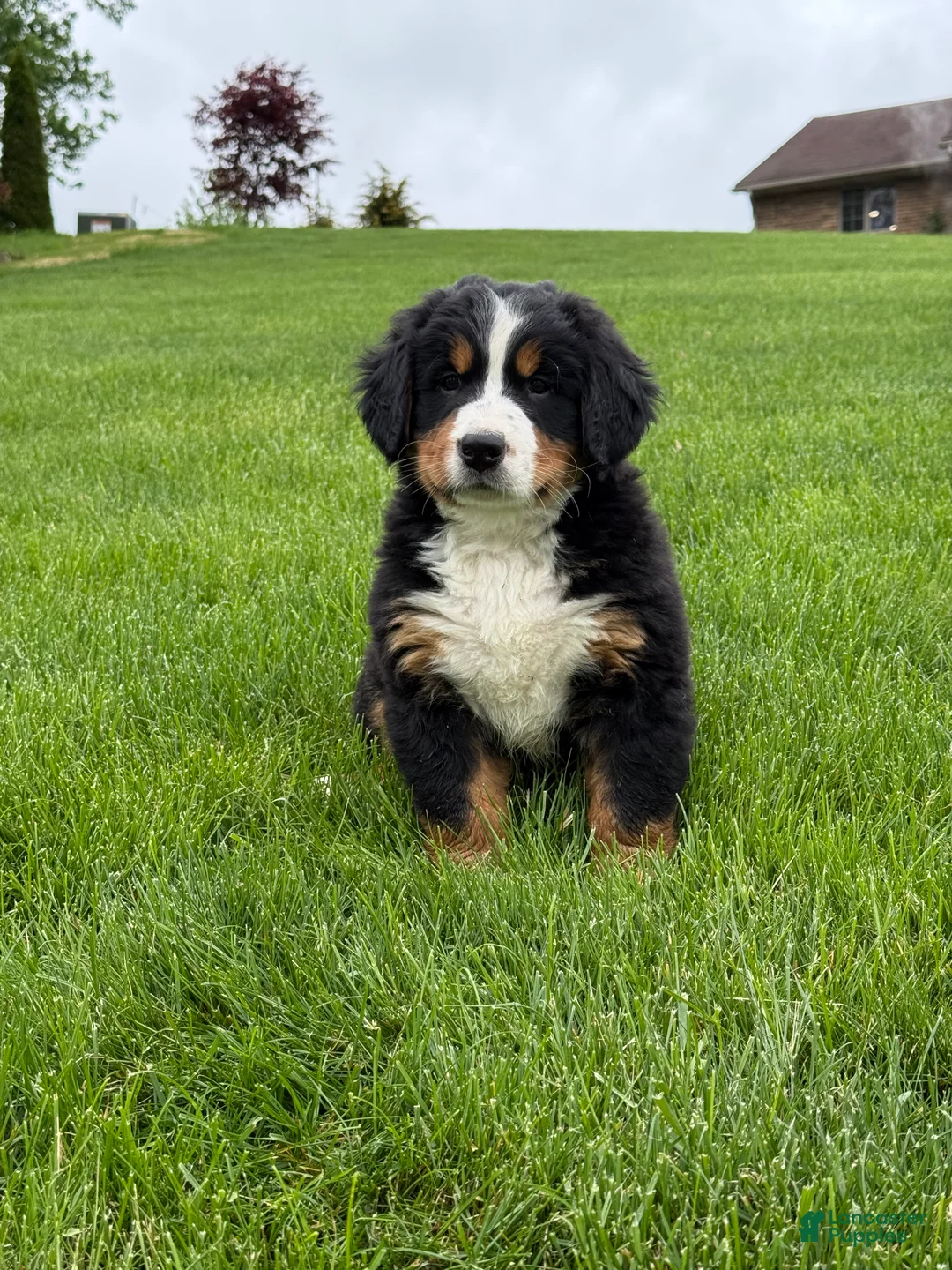 Bernese Mountain Dog dogs for sale: Ollie  - Ad 1