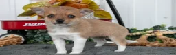Chihuahua dogs for sale: Frida - Ad 1