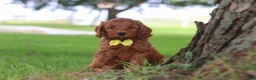 Mini Goldendoodle dogs for sale: Gizmo - Ad 3