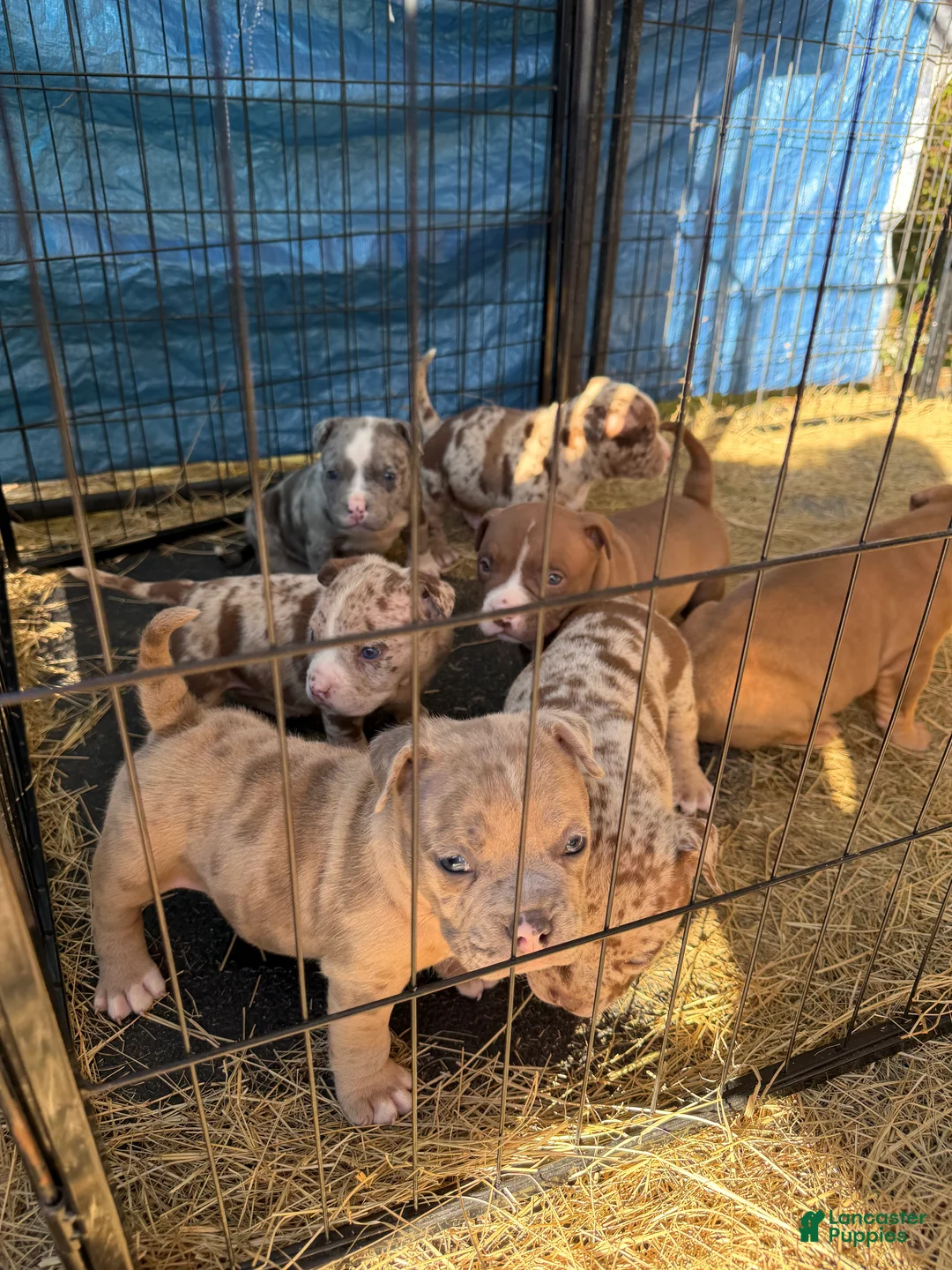 American Bully dogs for sale: American Bully 4 - Ad 1