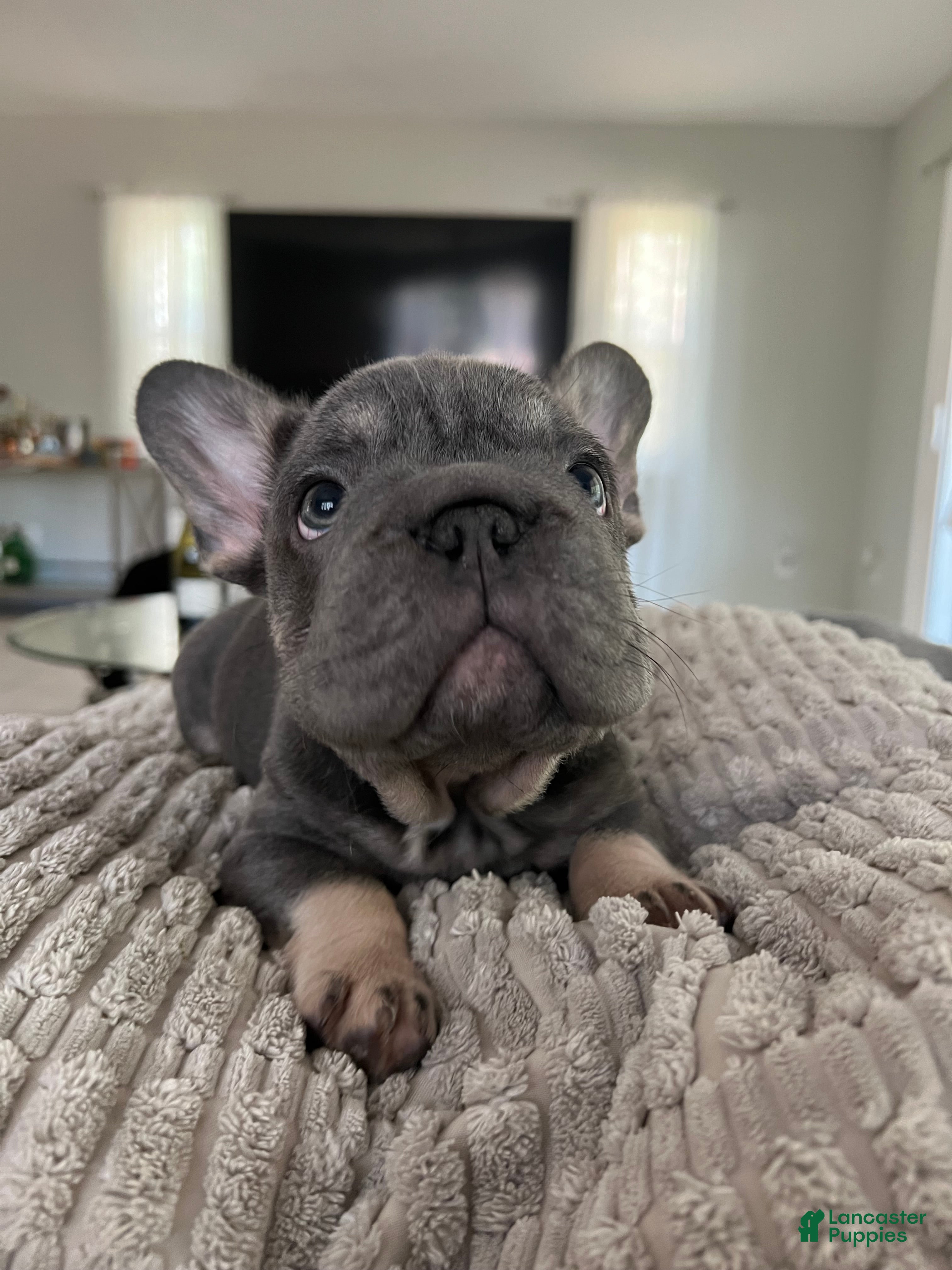 French Bulldog dogs Blue - Ad 2
