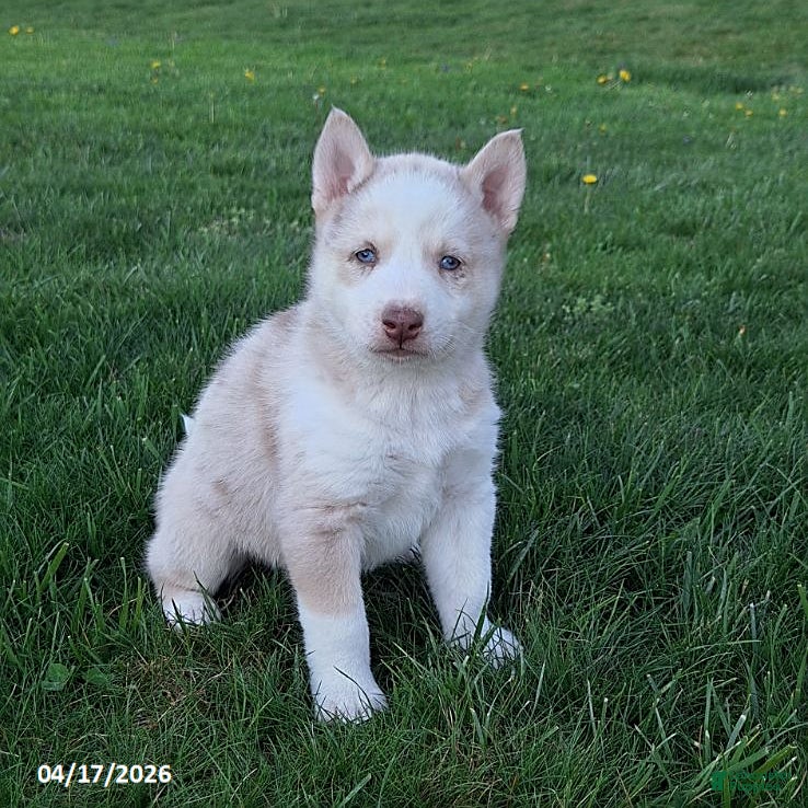 Gerberian Shepsky dogs Timber - Ad 1