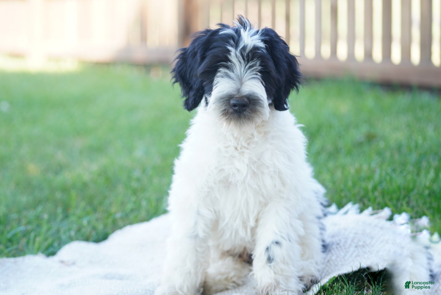 Portuguese Water Dog dogs Kyler - Ad 1