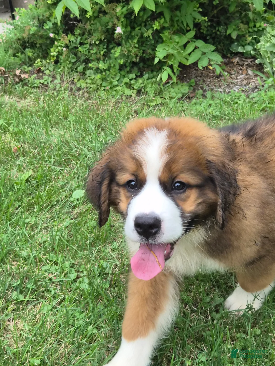 Mixed Breed dogs for sale: Mr Orange 🧡 - Ad 2