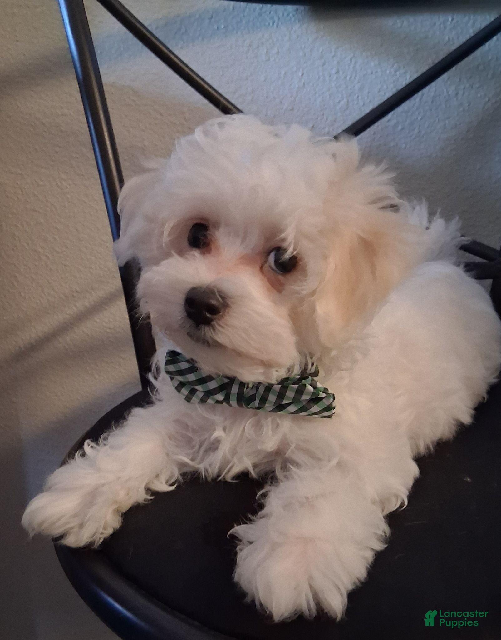 Maltipoo dogs Amos - Ad 1
