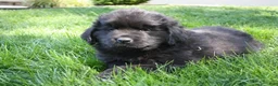 Newfoundland dogs for sale: Midnight - Ad 9