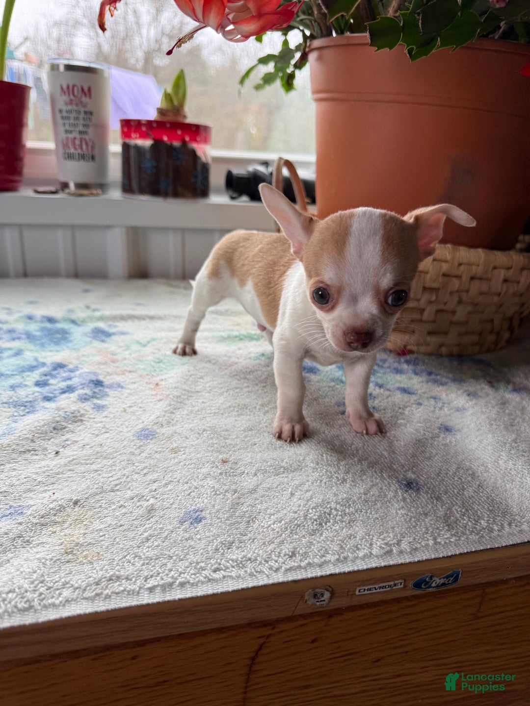 Chihuahua dogs for sale: Tater tot - Ad 3