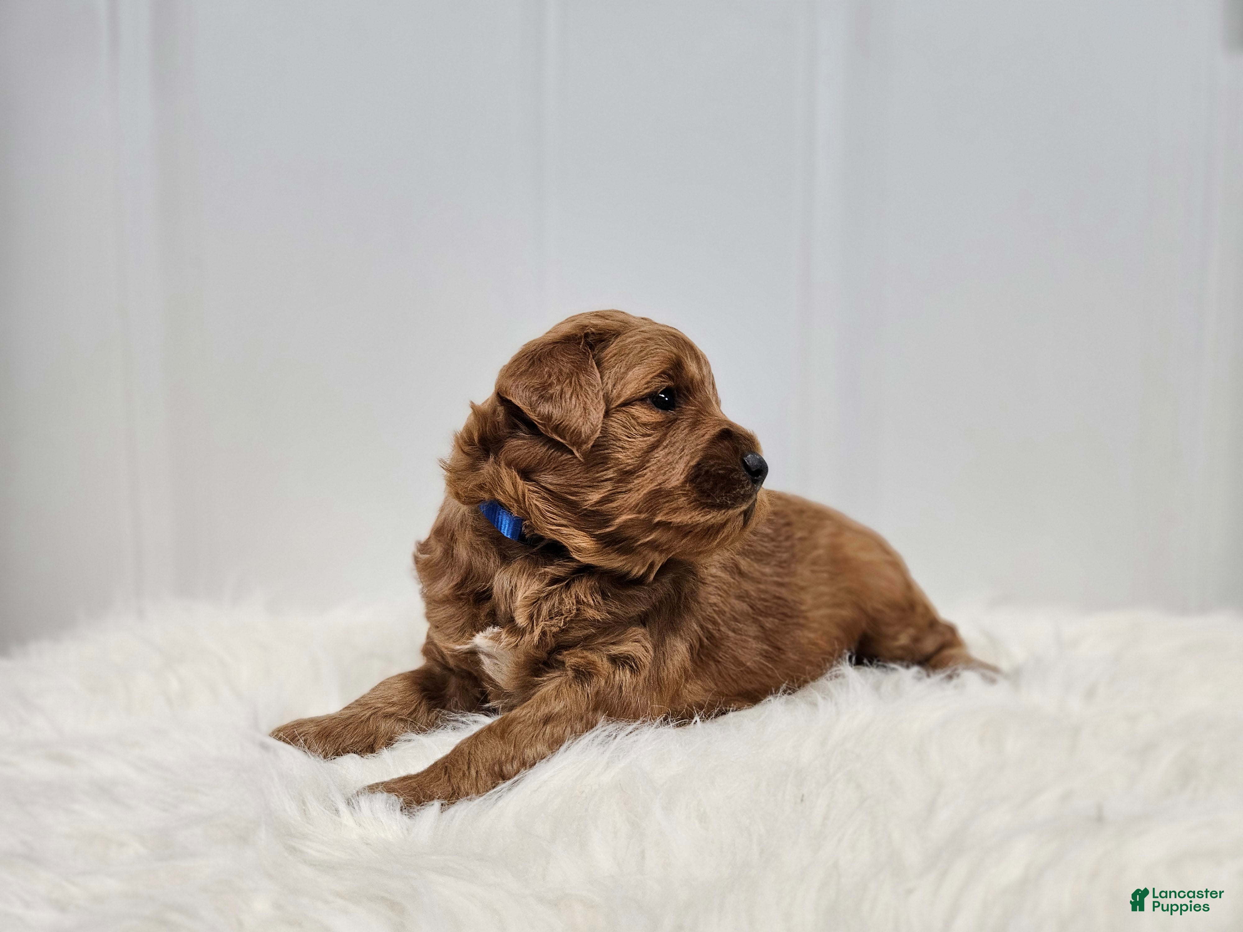 Mini Goldendoodle dogs Teddy - Ad 2