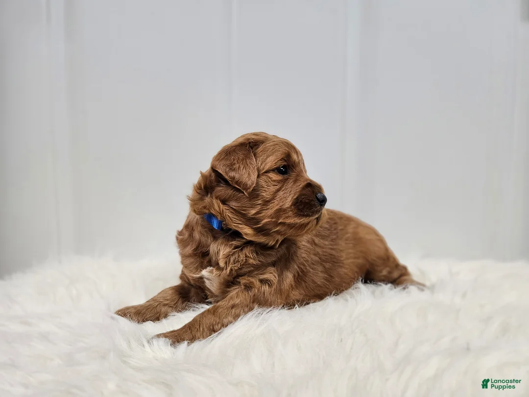 Mini Goldendoodle dogs for sale: Teddy - Ad 2