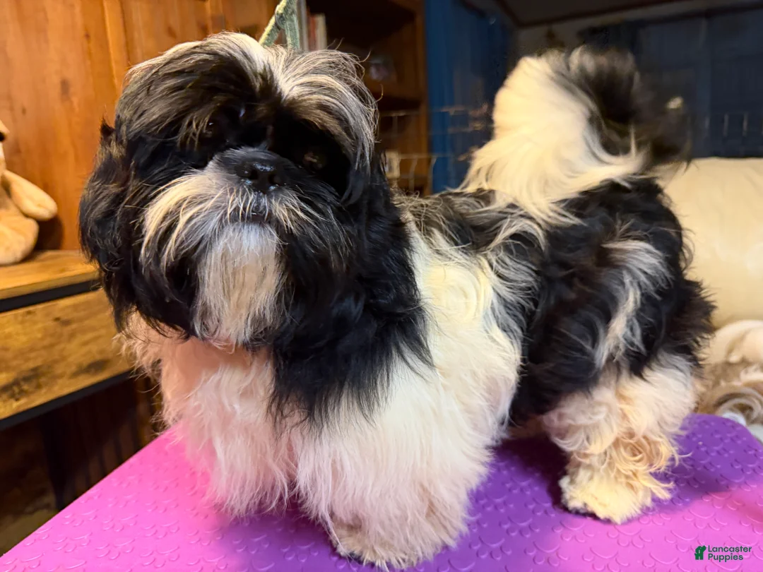 Shih Tzu dogs for sale: Rex  - Ad 1