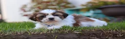 Shih Tzu dogs for sale: Chase - Ad 4