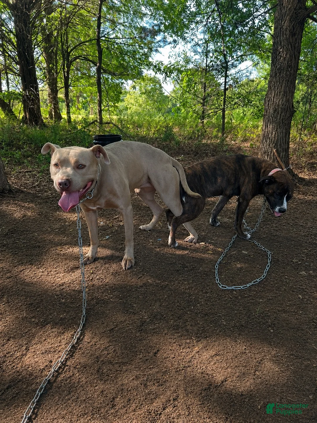 American Pit Bull Terrier dogs for sale: American Pit Bull Terrier 2 - Ad 5