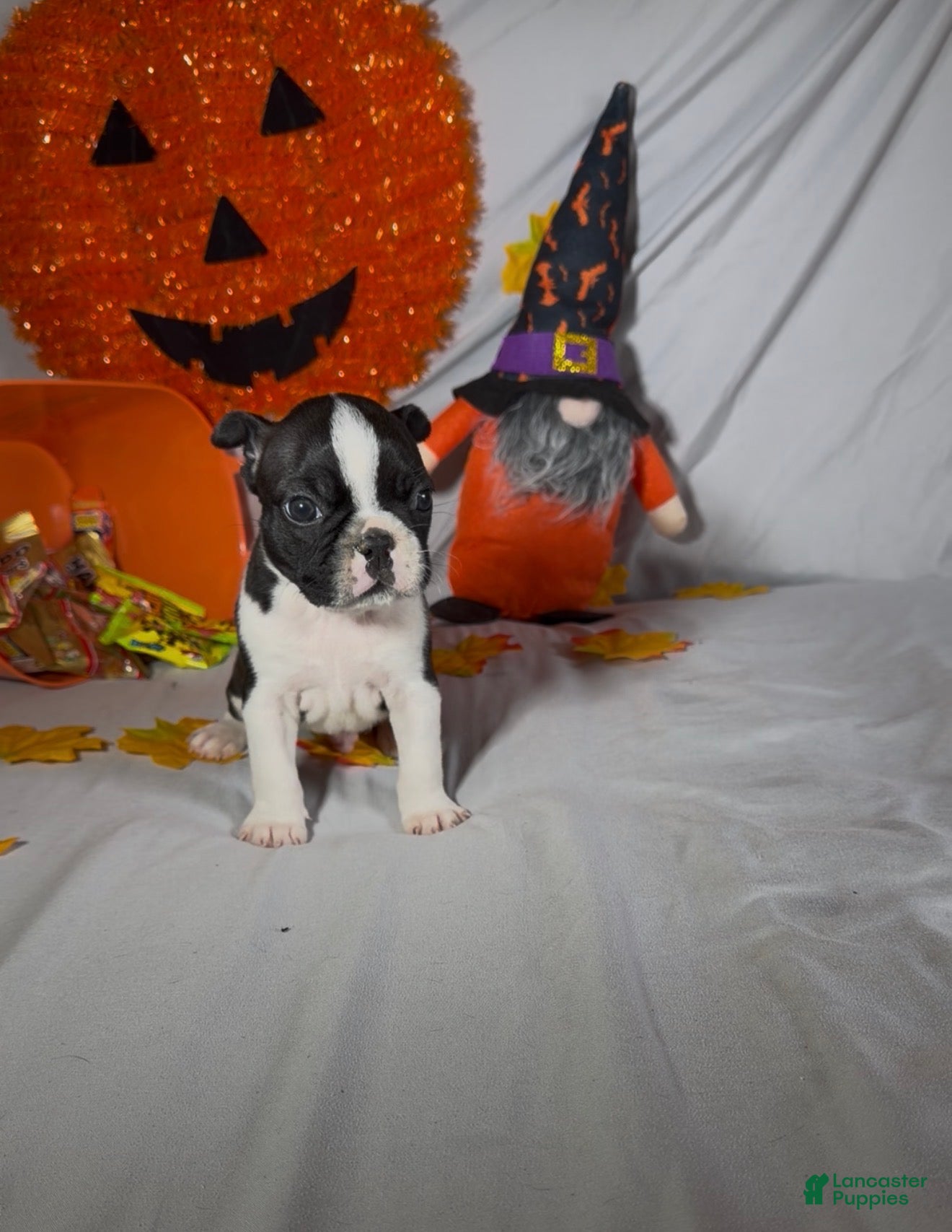 Boston Terrier dogs Carlos - Ad 2