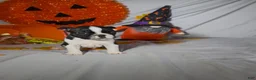 Boston Terrier dogs for sale: Carlos - Ad 2