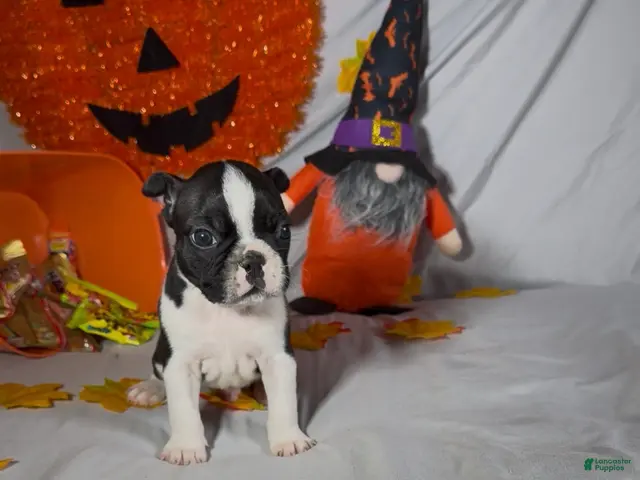 Boston Terrier dogs for sale: Carlos - Ad 2